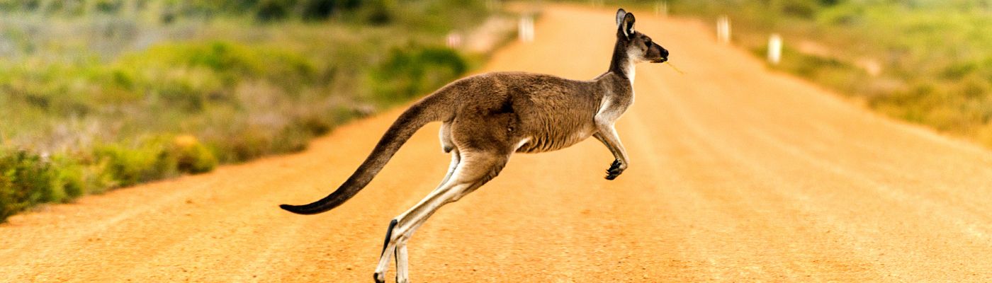 Open Migration | Simple Australian Visa Solutions